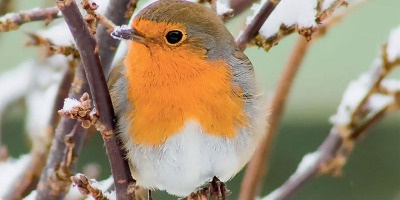 The robin disturbed by electromagnetic pollution